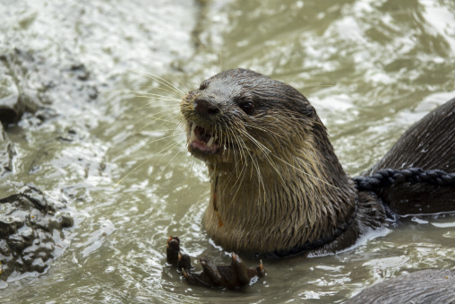 Otters to fish in the Sundarbans, Khulna Division, Narail, Bangladesh