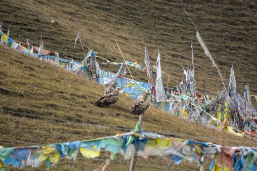 Vultures gather among prayer flags at a Tibetan sky burial site, Gansu Province, Hezuo, China