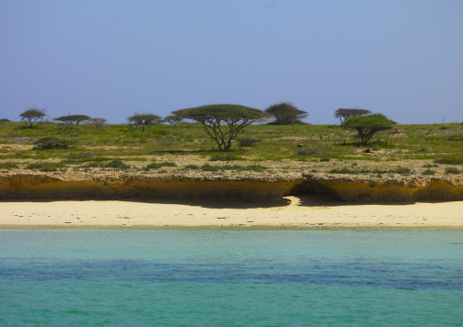 Accacias on the island, Northern Red Sea, Dahlak, Eritrea