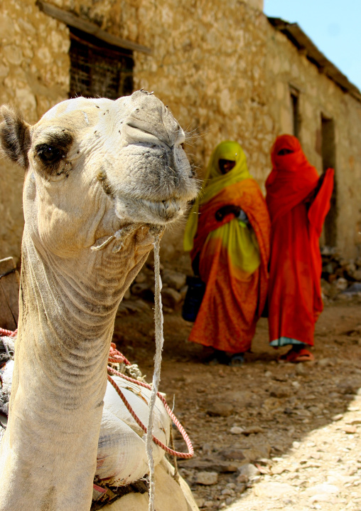 Monday camel market, Anseba, Keren, Eritrea