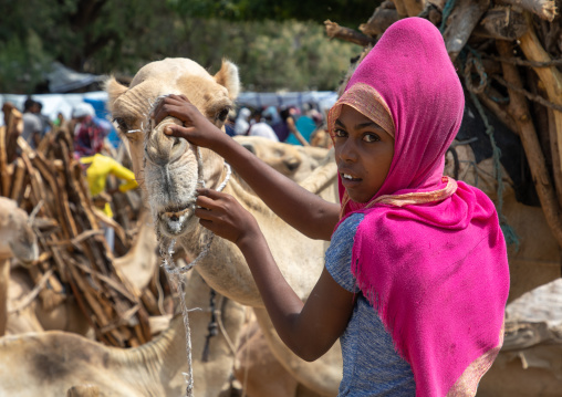 Eritrean woman taking care of a camel bringing wood in the monday market, Semien-Keih-Bahri, Keren, Eritrea