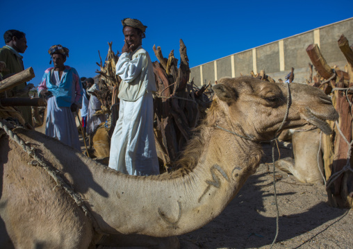 Monday wood and camel market, Anseba, Keren, Eritrea