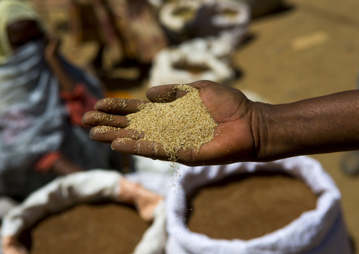Eritrean woman with grains in her hand at the market, Debub, Mendefera, Eritrea
