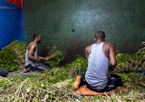 Ethiopian men packing khat, Harari Region, Awaday, Ethiopia