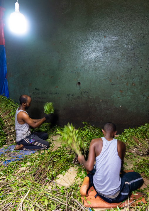 Ethiopian men packing khat, Harari Region, Awaday, Ethiopia
