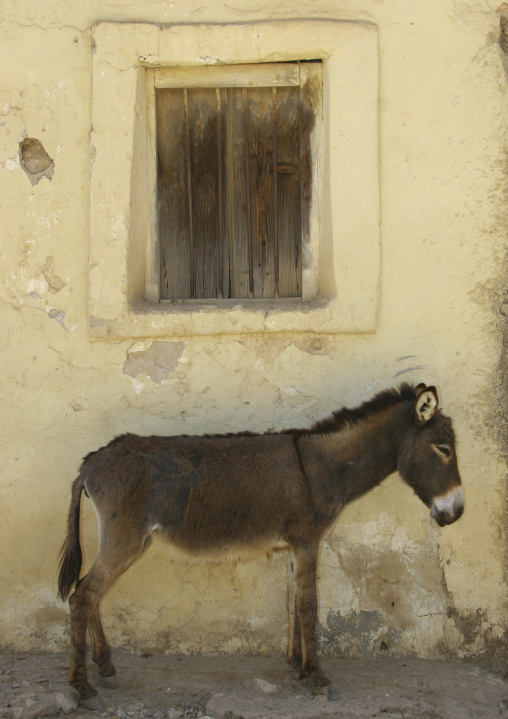Donkey standing along the wall, Debub, Senafe, Eritrea