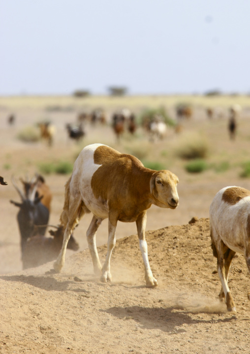 Sheeps going to drink in danakil desert, Northern Red Sea, Thio, Eritrea