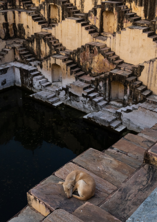 Dog sleeping in Panna Meena ka Kund stepwell, Rajasthan, Amer, India