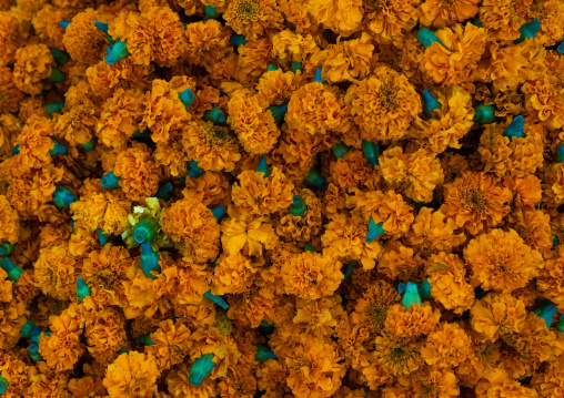 Orange marigold flowers for sale, Rajasthan, Jaipur, India