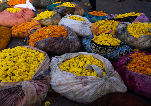 Marigold for sale in the flower market, Rajasthan, Jaipur, India