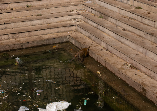 Monkey drinking in Galtaji temple pool, Rajasthan, Jaipur, India