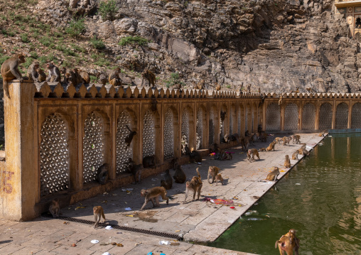 Monkeys in Galtaji temple aka monkey temple, Rajasthan, Jaipur, India