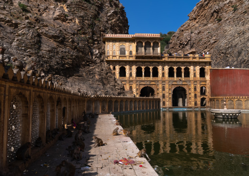 Monkeys in Galtaji temple aka monkey temple, Rajasthan, Jaipur, India