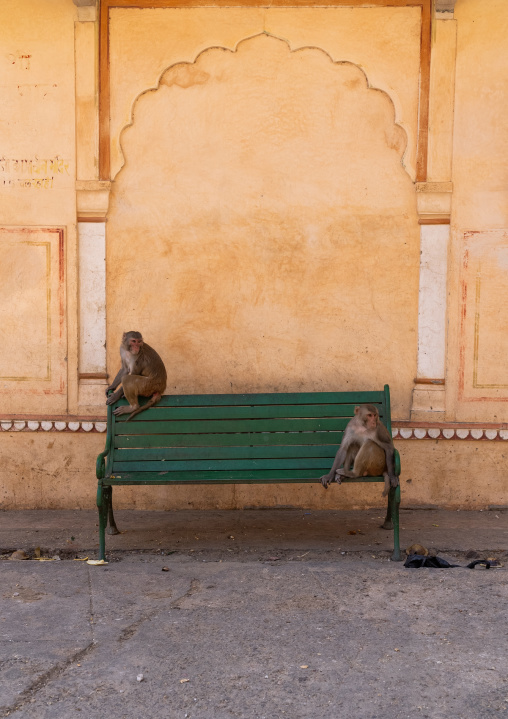 Monkeys on a bench in Galtaji temple aka monkey temple, Rajasthan, Jaipur, India