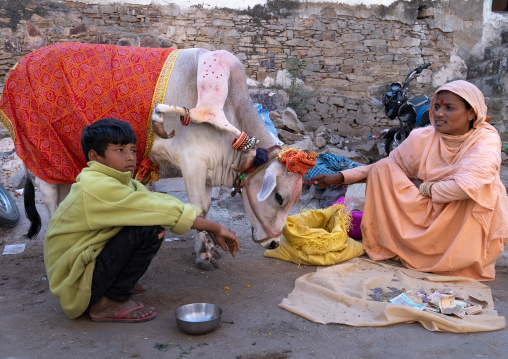 Sacred and deformed Cow With six Legs during the festival, Rajasthan, Pushkar, India