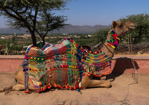 Camel decorated for the festival, Rajasthan, Pushkar, India