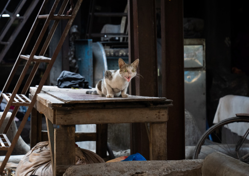 Angry cat in Dhobi Ghat, Maharashtra state, Mumbai, India