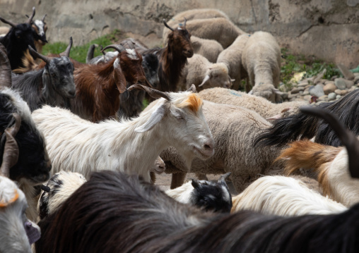 Goats herd on the road, Jammu and Kashmir, Charar- E- Shrief, India