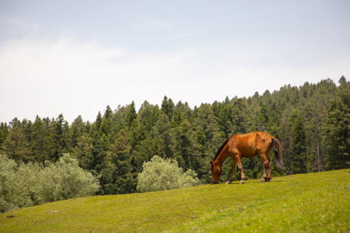 Horse in the meadow, Jammu and Kashmir, Yusmarg, India