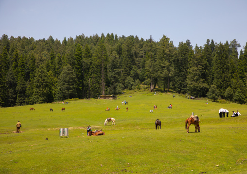 Horses in the meadow, Jammu and Kashmir, Yusmarg, India
