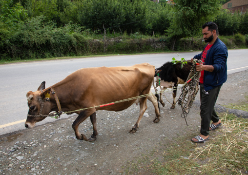 Indian man with his cow along a road, Jammu and Kashmir, Ganderbal, India