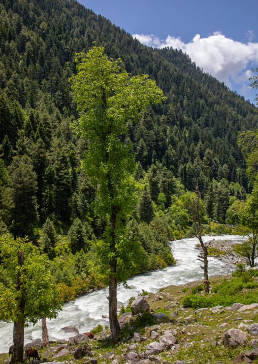 Wangath river in the mountain, Jammu and Kashmir, Kangan, India