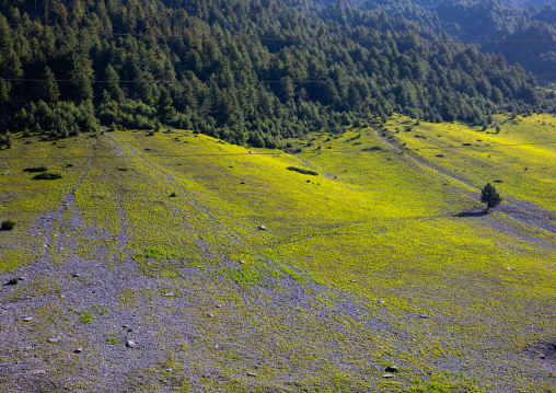 Meadow in the mountain, Jammu and Kashmir, Sonamarg, India