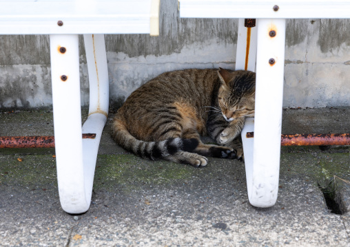 Sleeping cat under a bench in Cat Island, Ainoshima Island, Shingu, Japan