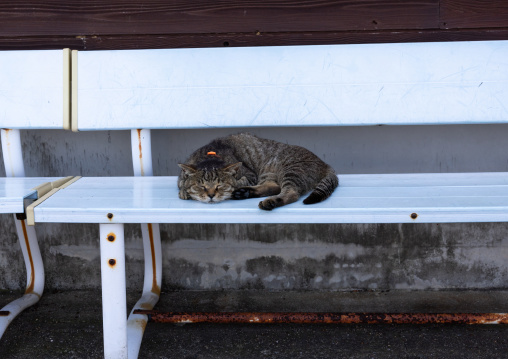Sleeping cat on a bench in Cat Island, Ainoshima Island, Shingu, Japan