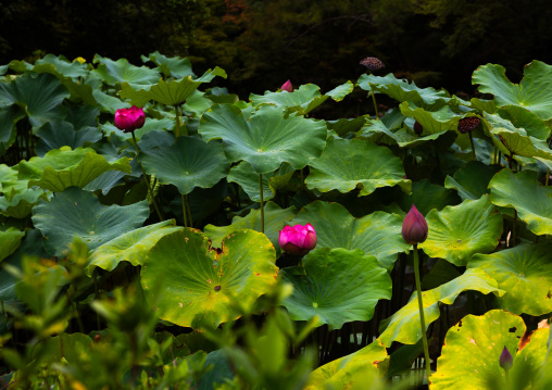 Lotus flowers in Kyoto botanical garden, Kansai region, Kyoto, Japan