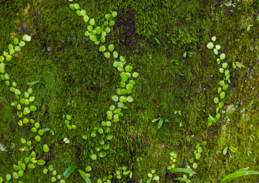 Moss in a japanese zen garden, Shizuoka prefecture, Izu, Japan
