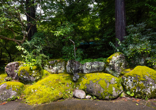 Moss on rocks, Shizuoka prefecture, Izu, Japan