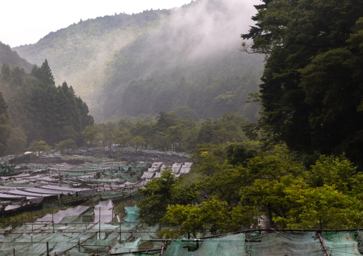 Cultivation of wasabi crops in the hills, Shizuoka prefecture, Ikadaba, Japan