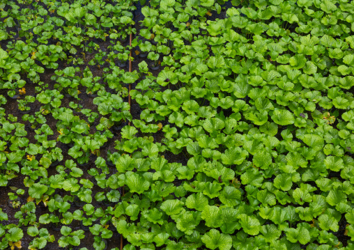 Cultivation of wasabi crops, Shizuoka prefecture, Izu, Japan