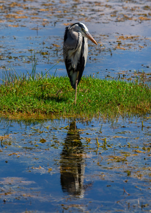 The grey heron (Ardea cinerea) standing in water, Kajiado County, Amboseli, Kenya