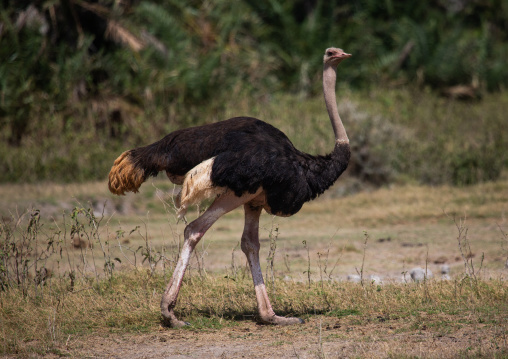 Ostrich (Struthio camelus), Kajiado County, Amboseli, Kenya