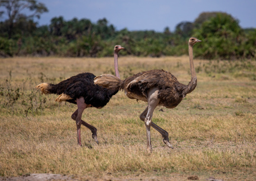 Ostrich couple (Struthio camelus), Kajiado County, Amboseli, Kenya
