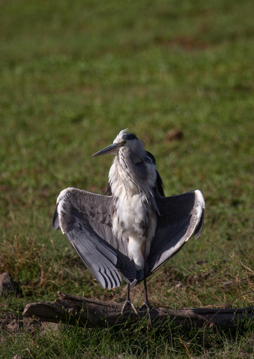 The grey heron (Ardea cinerea) drying his wings, Kajiado County, Amboseli, Kenya