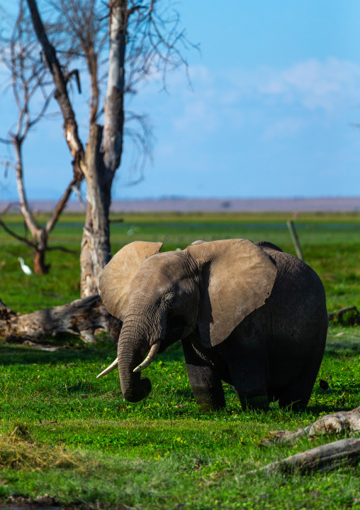 Elephant (Loxodonta africana) feeding in the green grassland, Kajiado County, Amboseli, Kenya