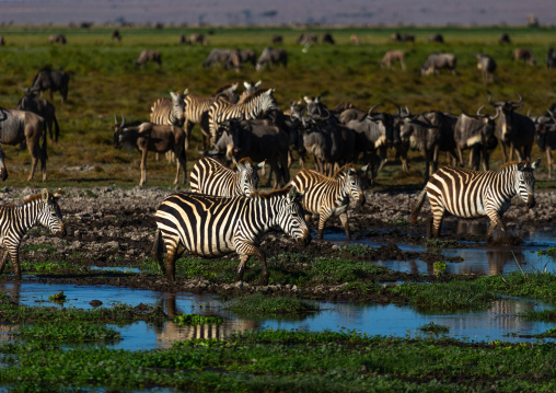Zebras and wildebeests in a swamp, Kajiado County, Amboseli, Kenya