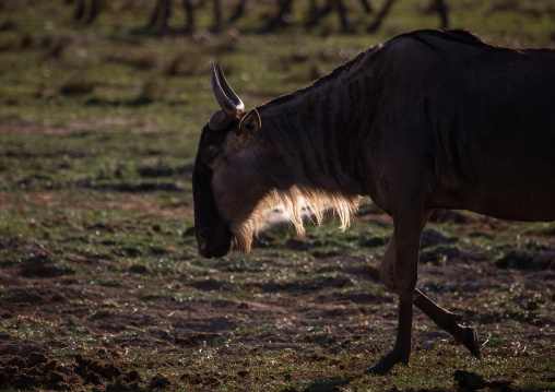 Wildebeest, Kajiado County, Amboseli, Kenya
