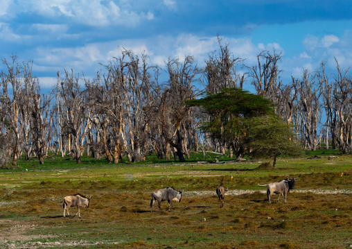 Wildebeests, Kajiado County, Amboseli, Kenya