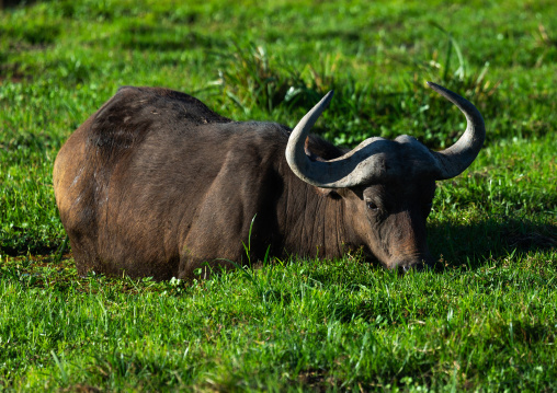 Buffalo eating in the grass, Kajiado County, Amboseli, Kenya