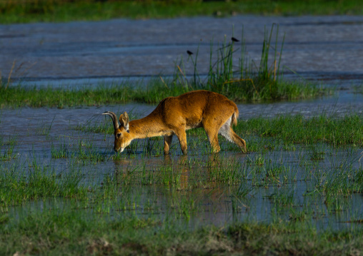 Male waterbuck eating in a swamp, Kajiado County, Amboseli, Kenya