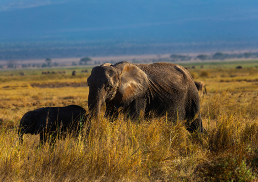Elephants (Loxodonta africana) in the savannah, Kajiado County, Amboseli, Kenya