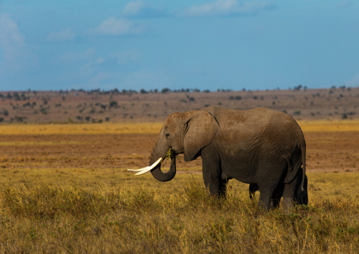 Elephant (Loxodonta africana) in the savannah, Kajiado County, Amboseli, Kenya