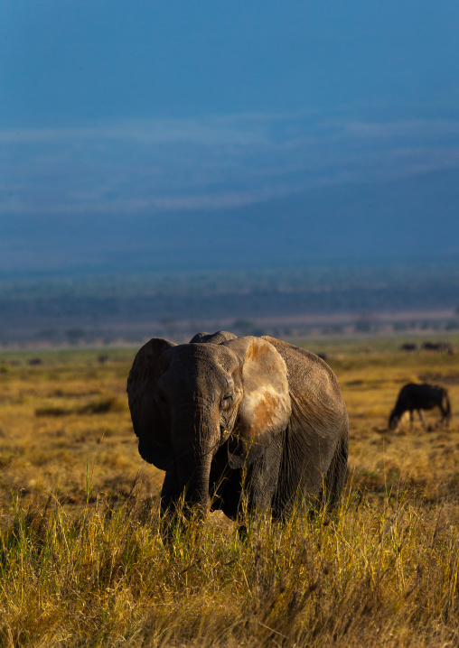 Elephant (Loxodonta africana) in the savannah, Kajiado County, Amboseli, Kenya