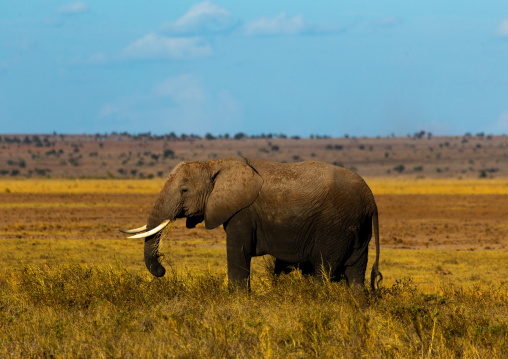 Elephant (Loxodonta africana) in the savannah, Kajiado County, Amboseli, Kenya