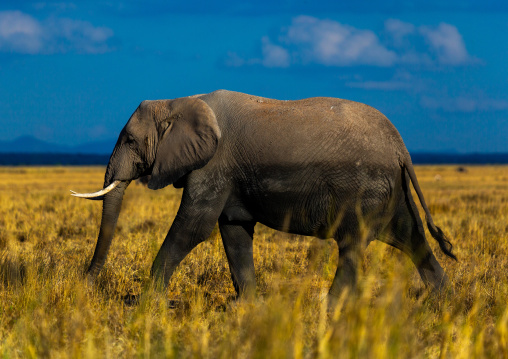 Elephant (Loxodonta africana) in the savannah, Kajiado County, Amboseli, Kenya