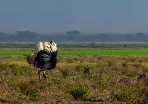Ostrich (Struthio camelus) making a love parade, Kajiado County, Amboseli, Kenya